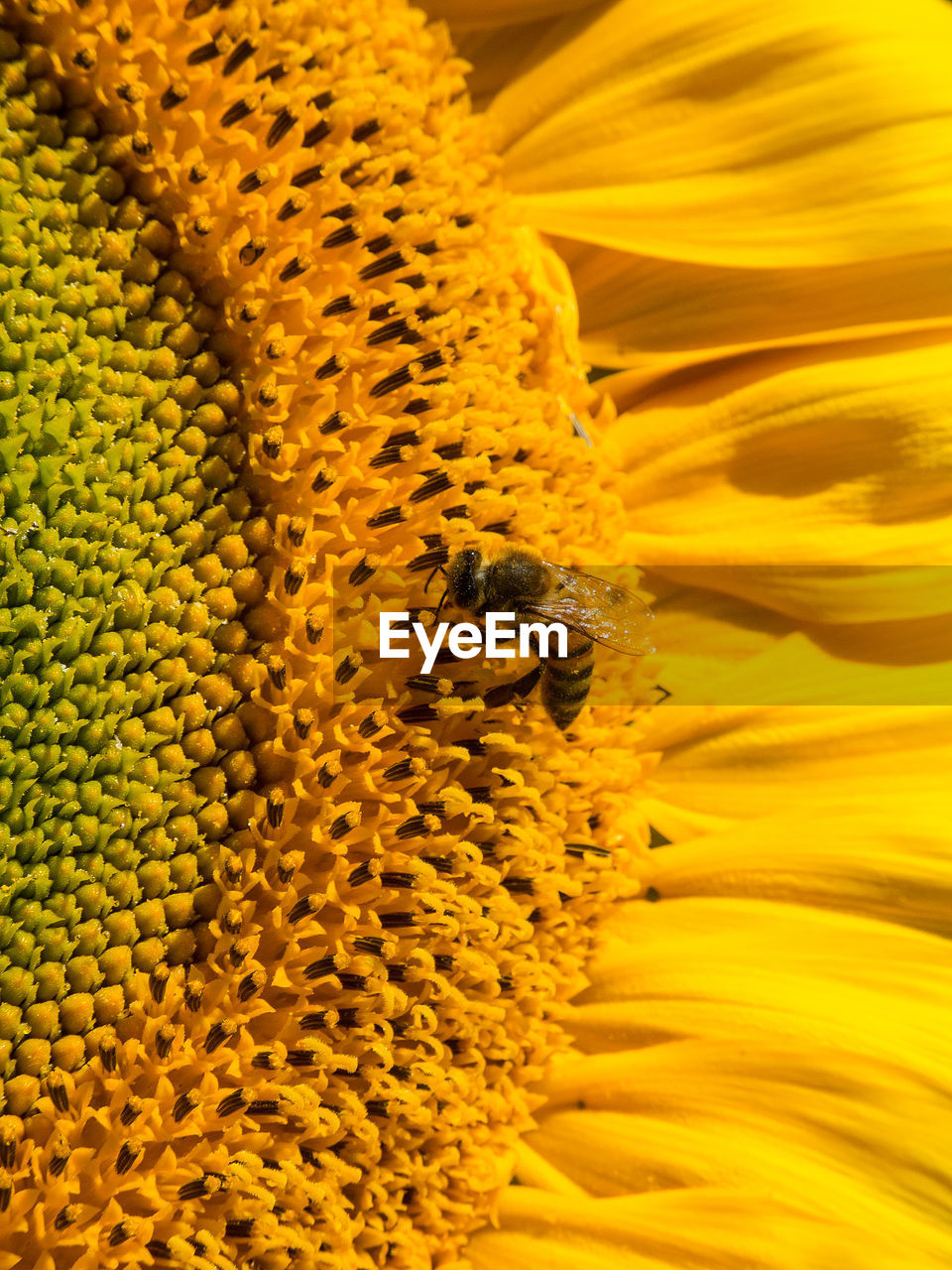 BEE ON SUNFLOWER