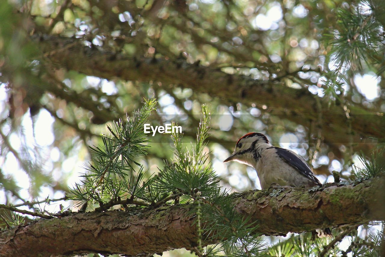 BIRD PERCHING ON A TREE