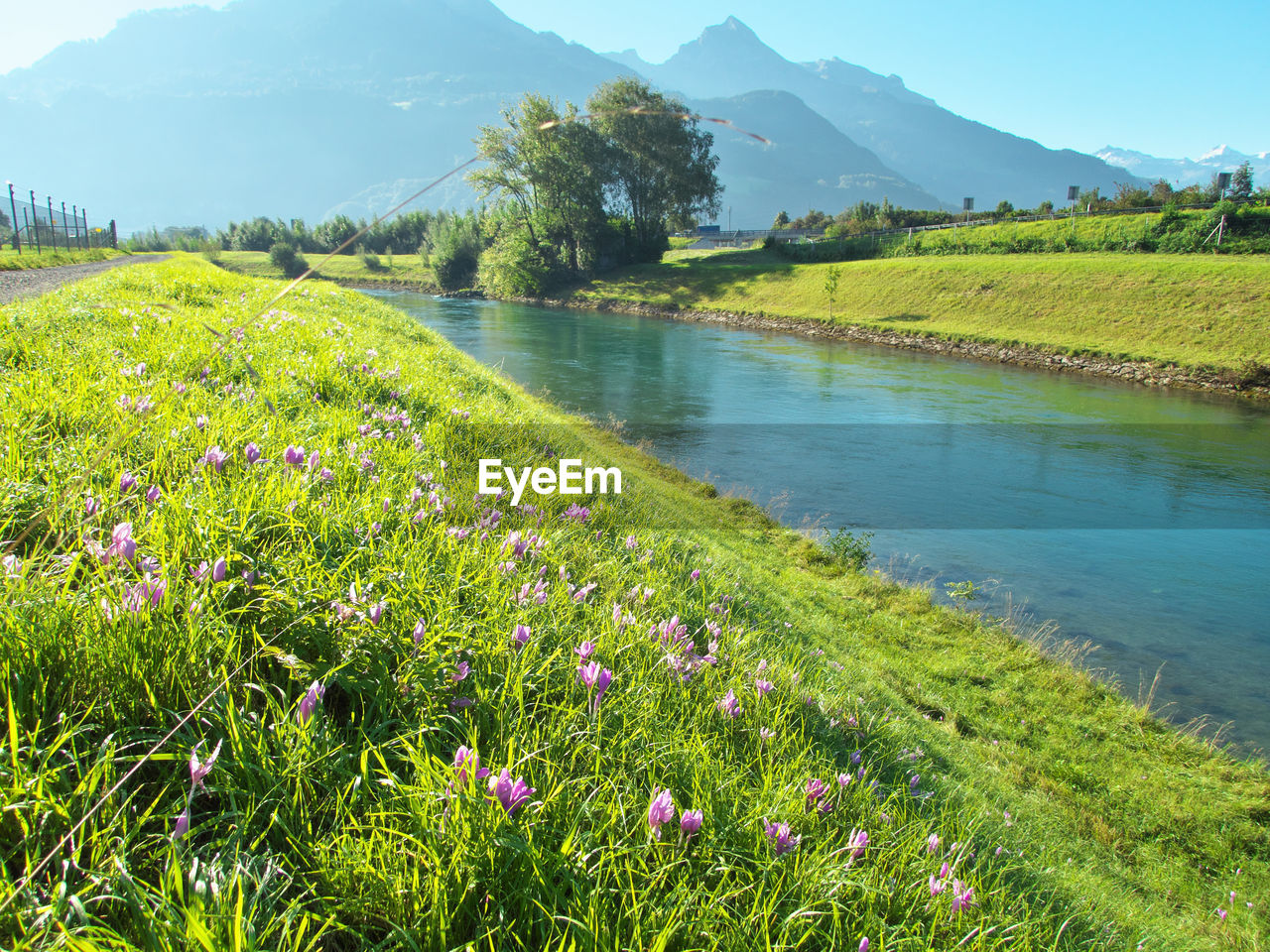 SCENIC VIEW OF FLOWERING PLANTS ON LAND