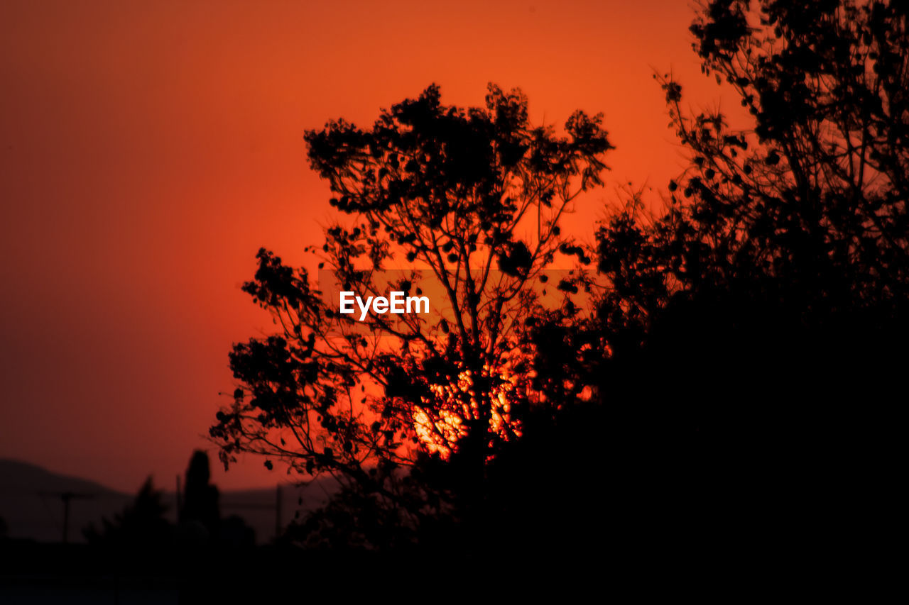 Silhouette of trees at sunset