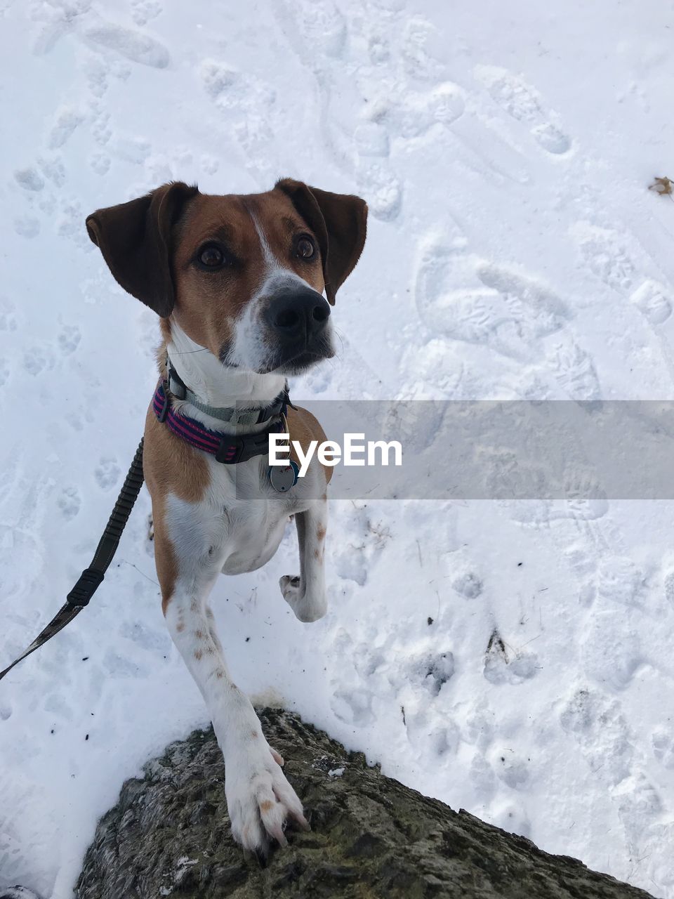 DOG STANDING ON SNOW COVERED LANDSCAPE