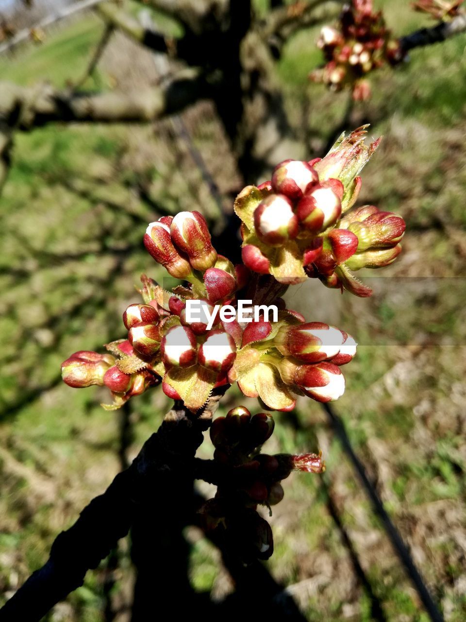 CLOSE-UP OF FLOWER