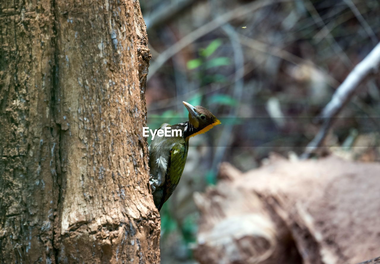 Close-up of bird perching on tree trunk