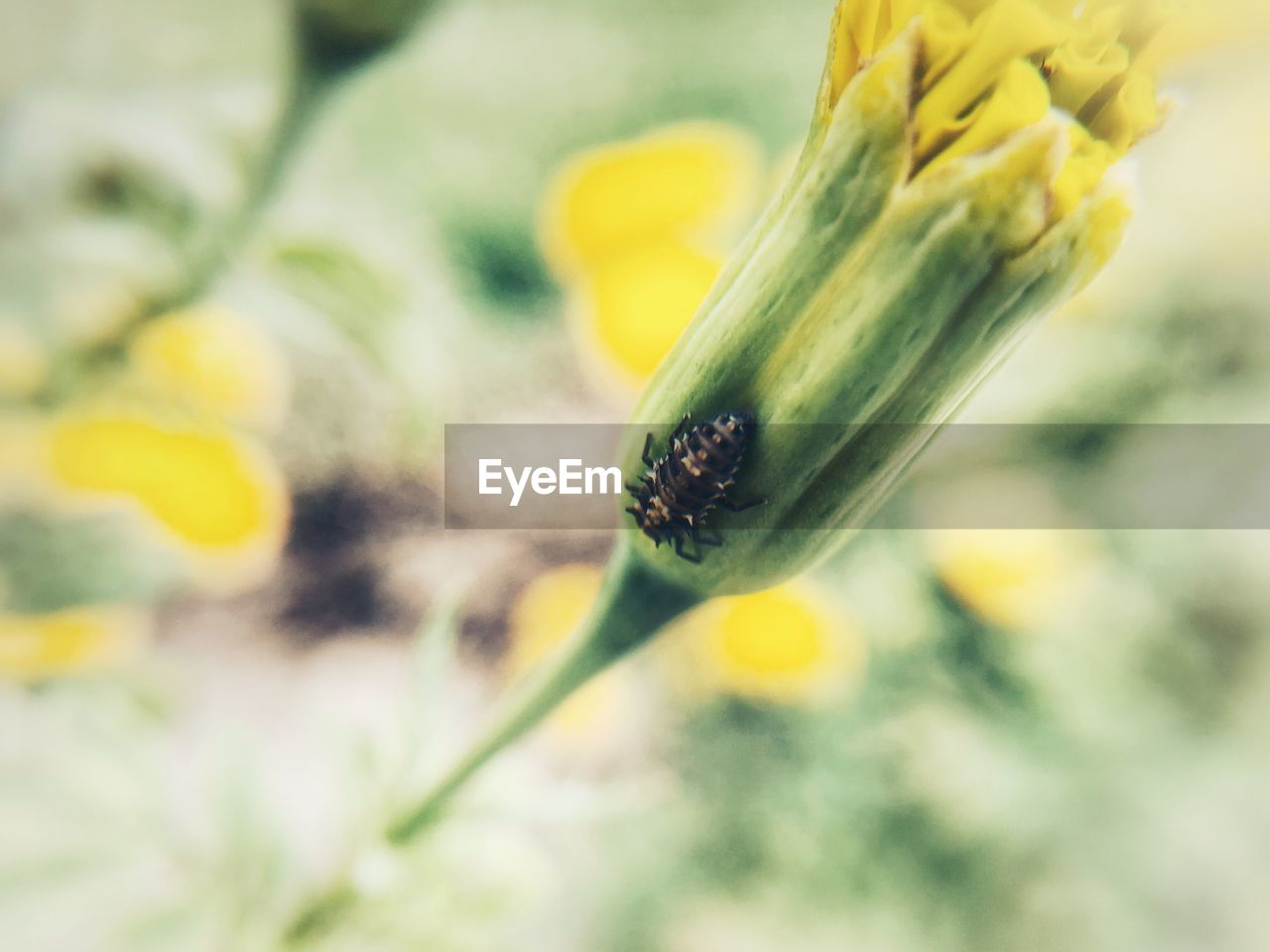 CLOSE-UP OF YELLOW FLOWER