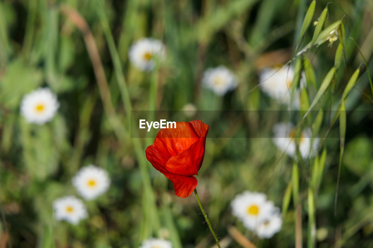 Close-up of red poppy flower on field