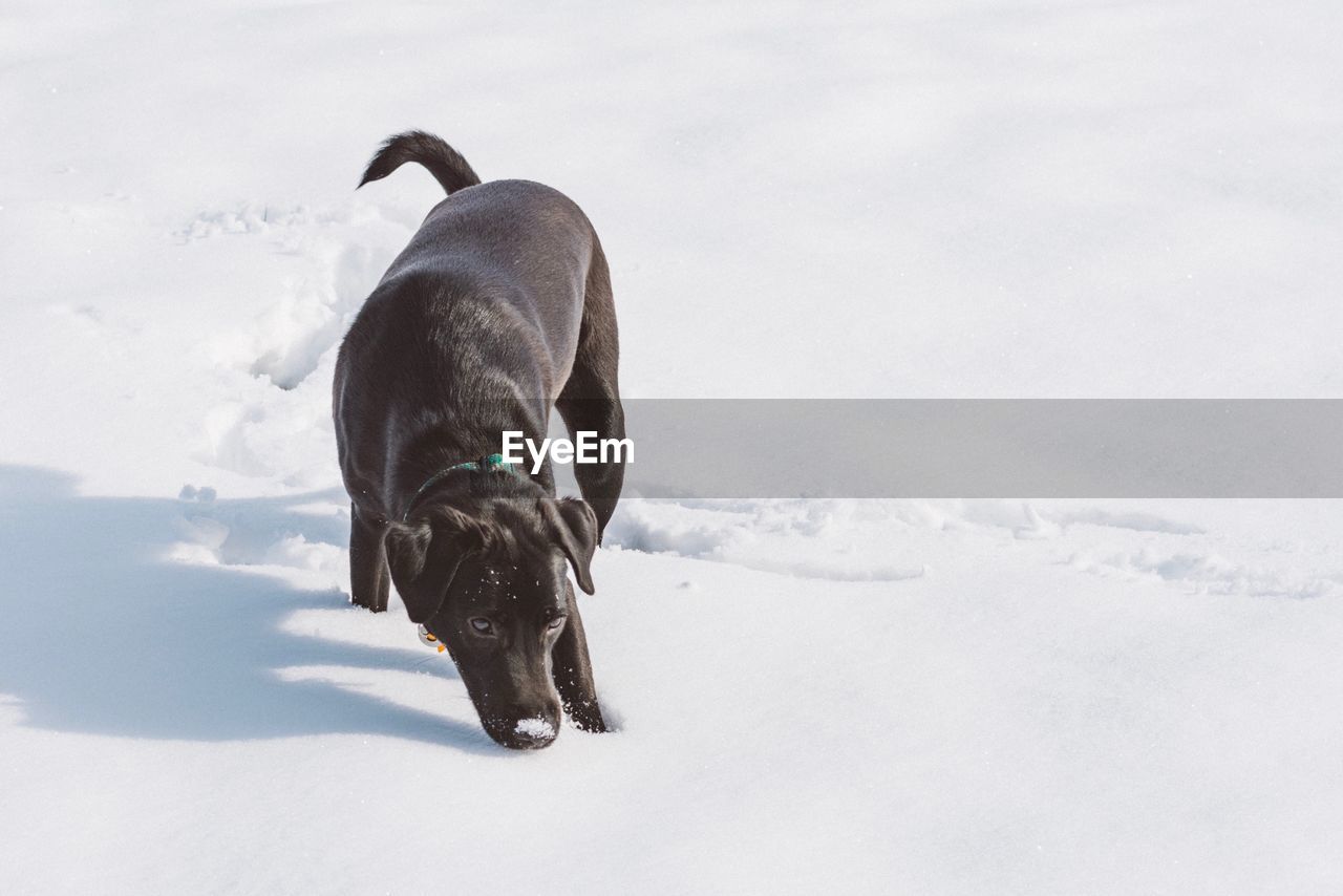 DOG STANDING ON SNOW