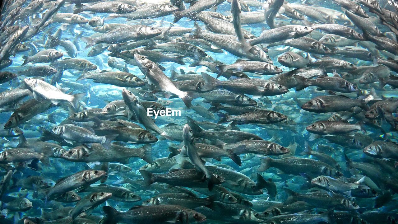 Full frame shot of fishes swimming undersea