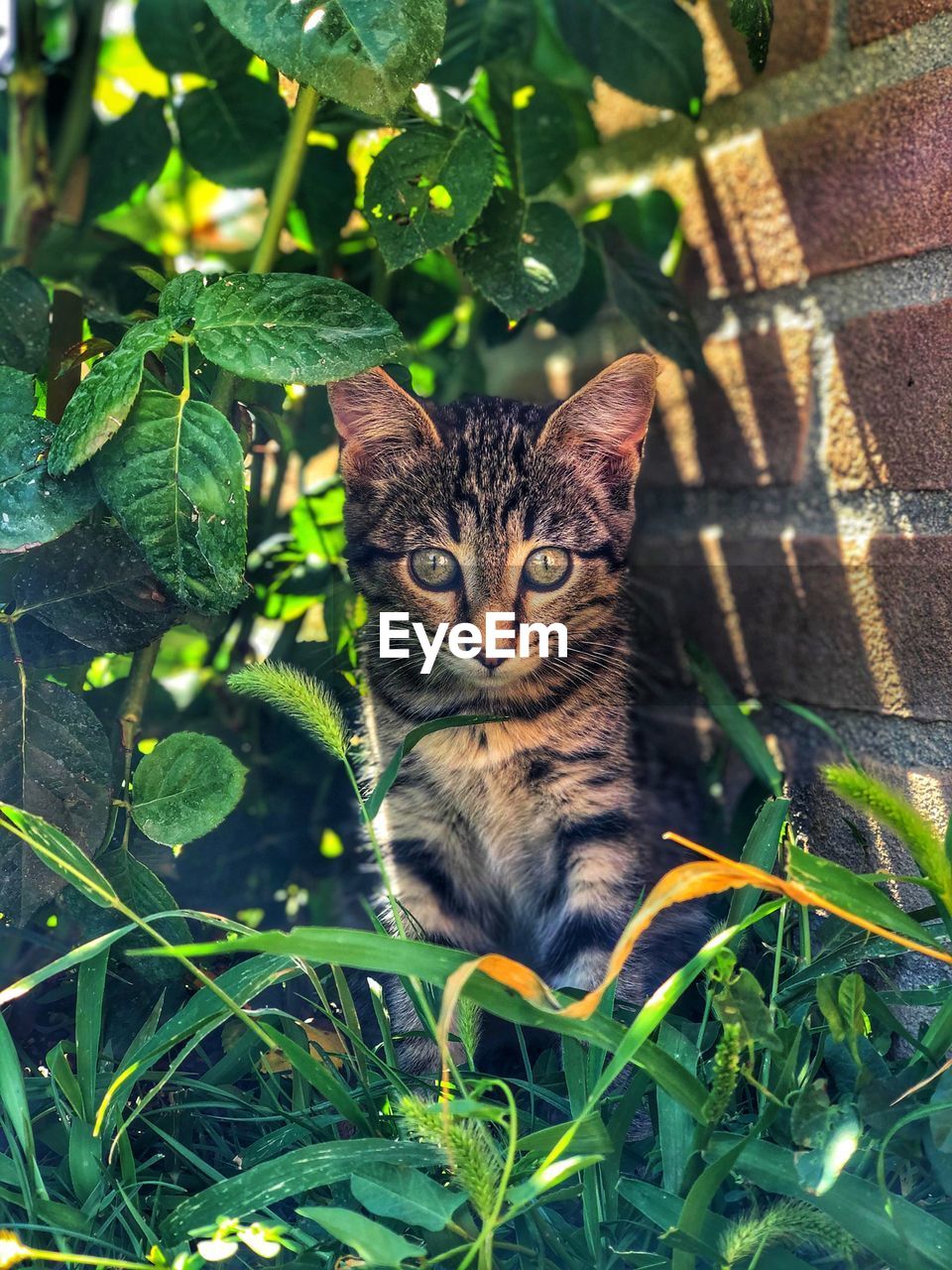 Cat on the grass