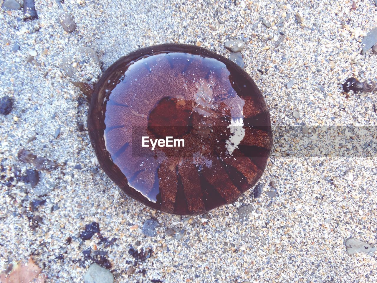 Close-up of jellyfish on beach