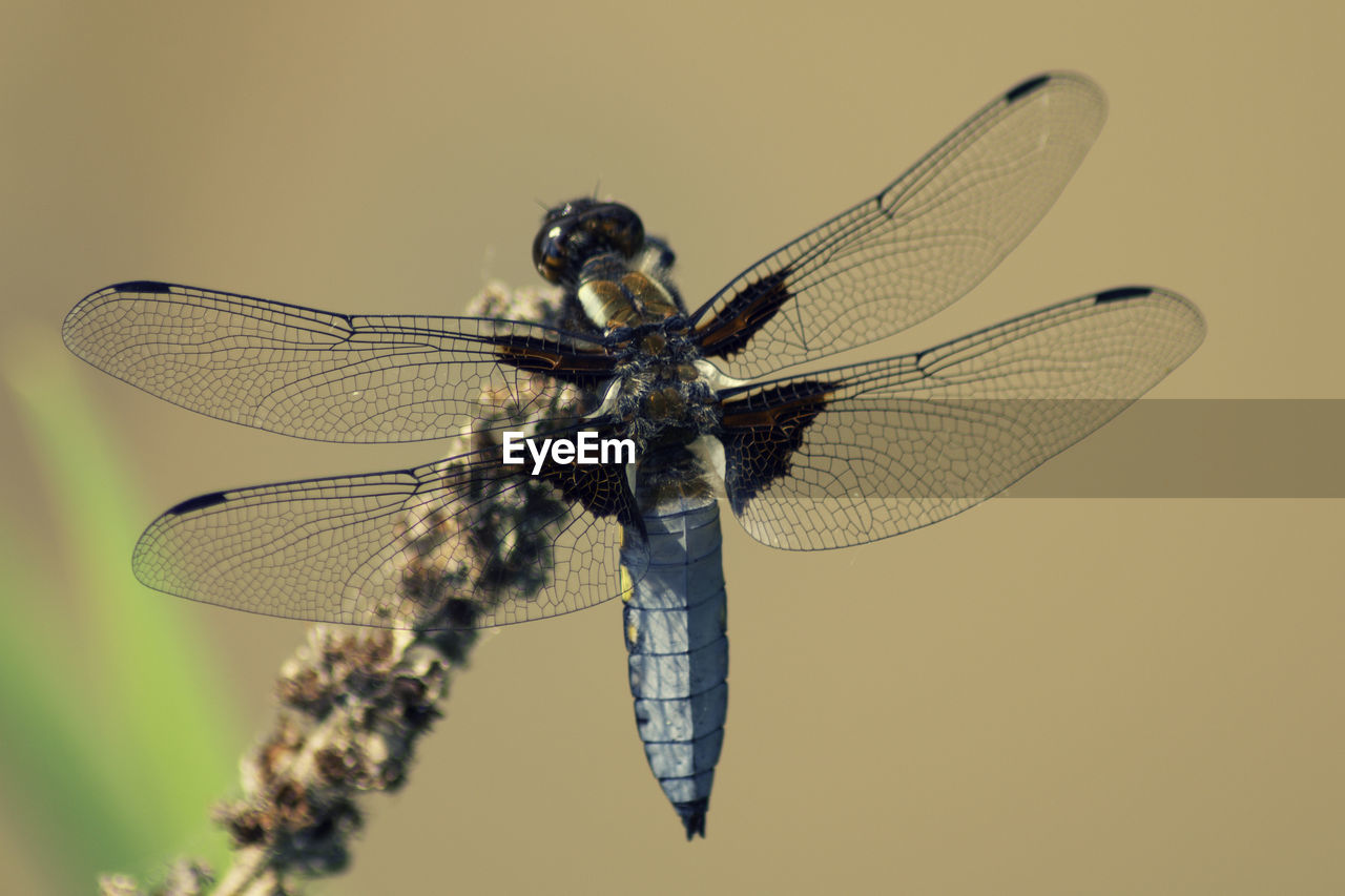 close-up of dragonfly on flower