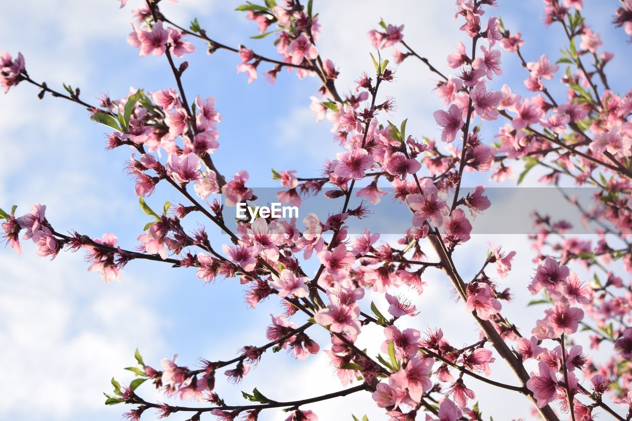 Low angle view of pink flowers blooming on tree