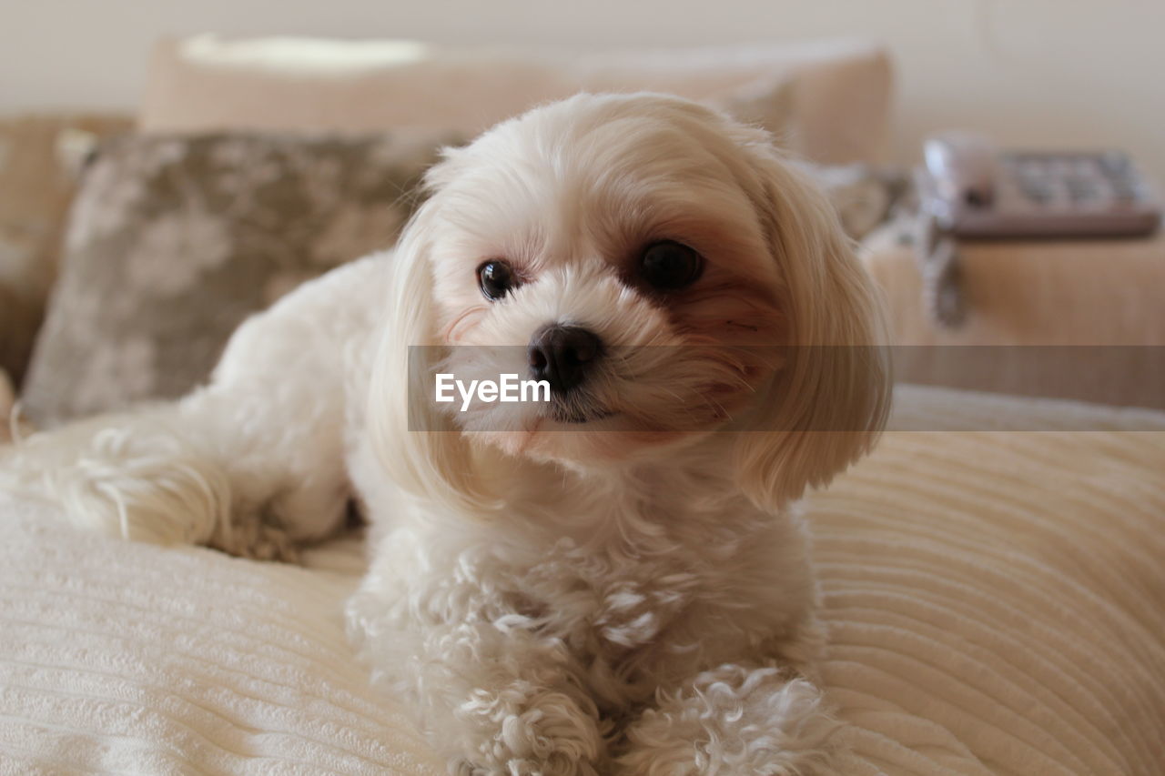 Close-up portrait of bichón maltés dog on bed