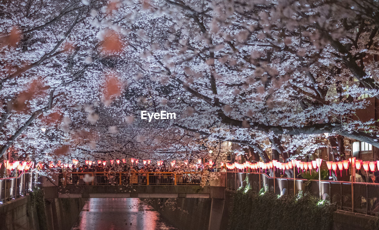 VIEW OF CHERRY BLOSSOM FROM BRIDGE
