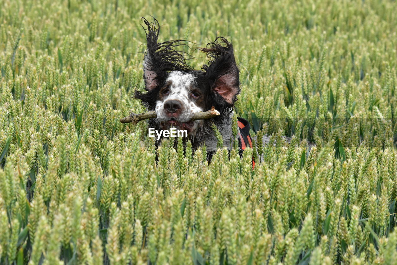 Dog running in field