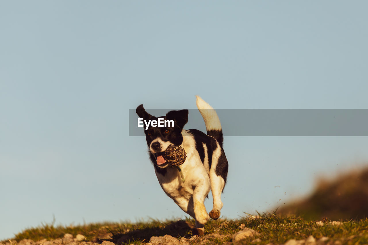 PORTRAIT OF A DOG STANDING ON FIELD AGAINST SKY