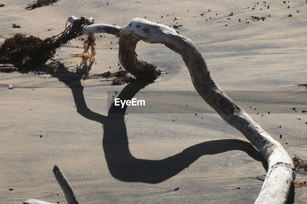 HIGH ANGLE VIEW OF DRIFTWOOD ON SANDY BEACH