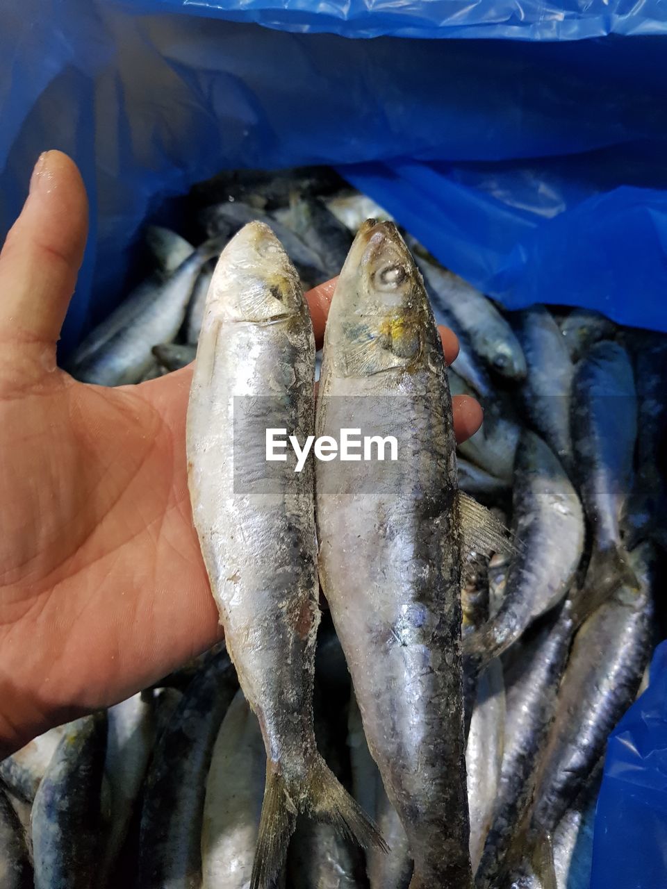 CLOSE-UP OF HAND FISH