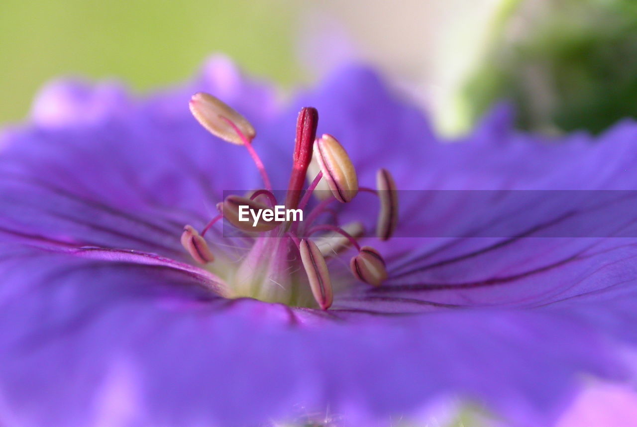 Macro shot of pink flower