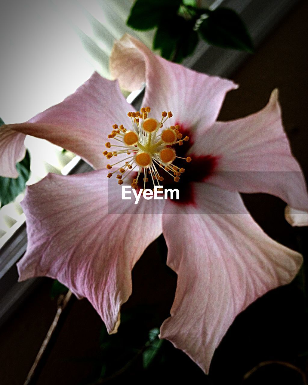 Close-up of pink lily blooming outdoors