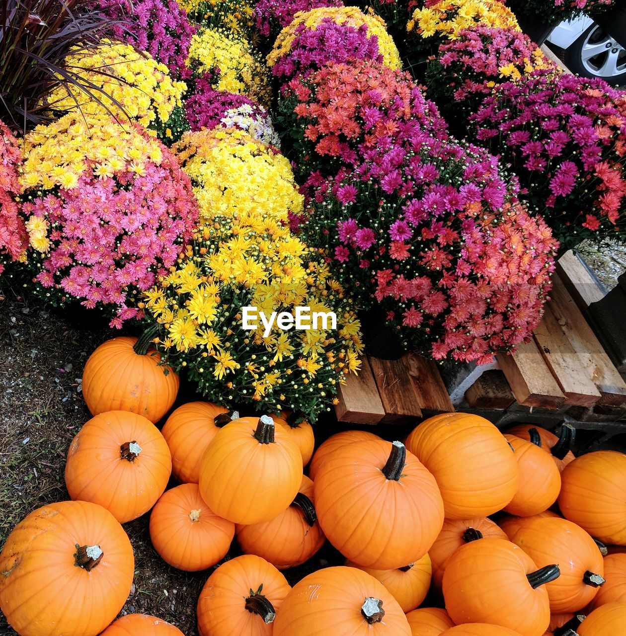 HIGH ANGLE VIEW OF PUMPKINS IN MARKET