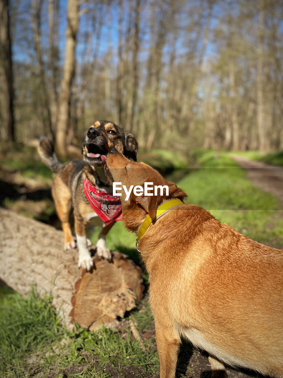 close-up of dog standing on field