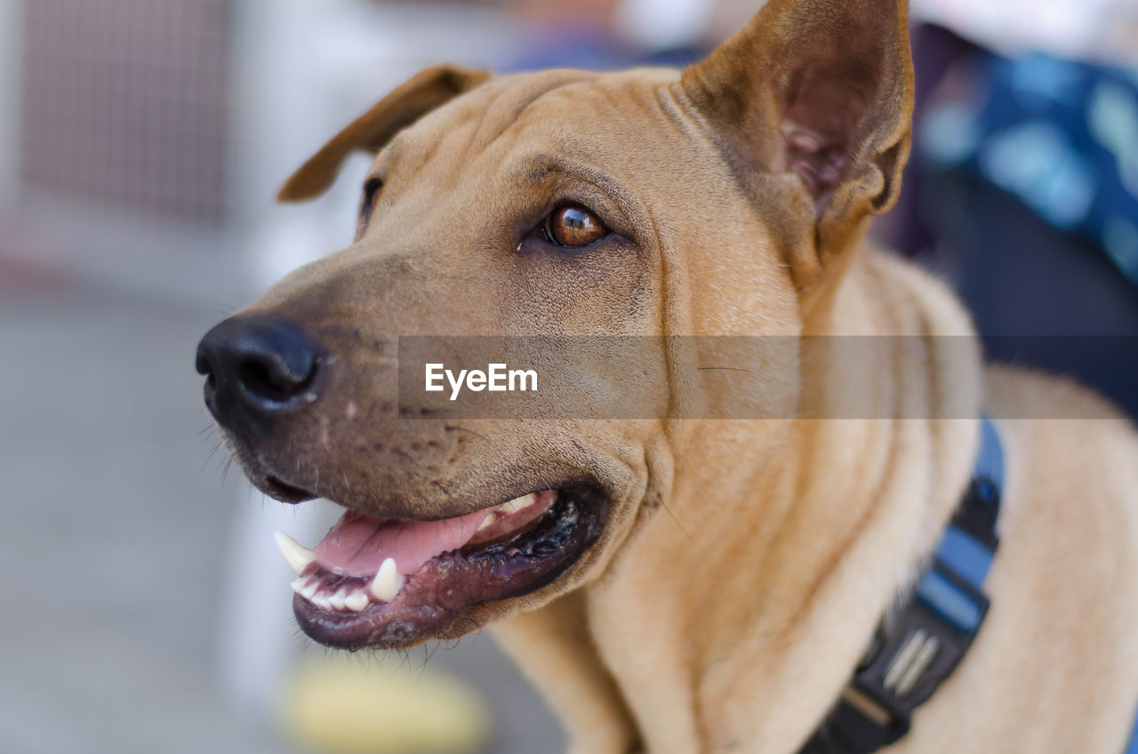 Close-up portrait of dog