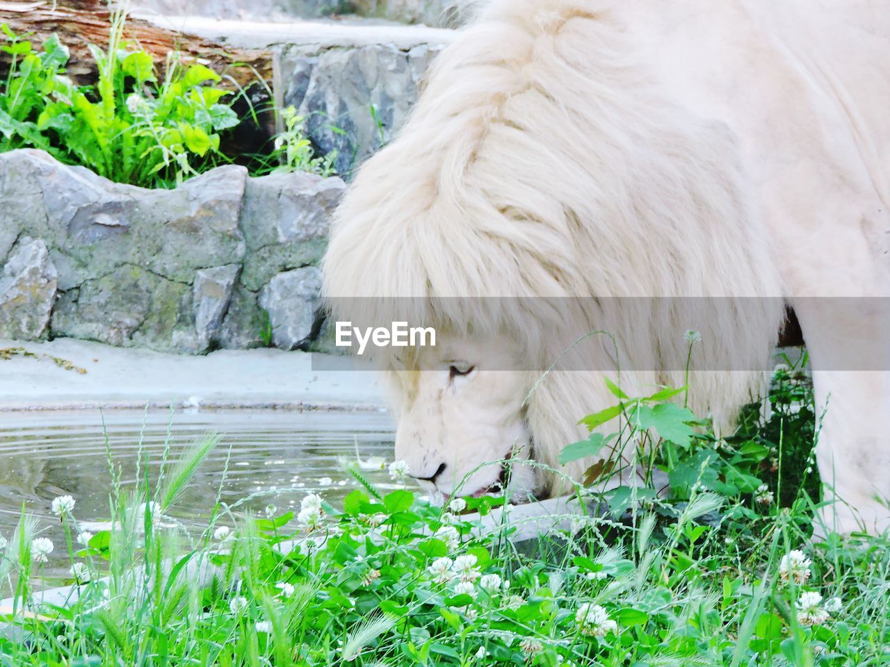 White lion drinking water from the pond 