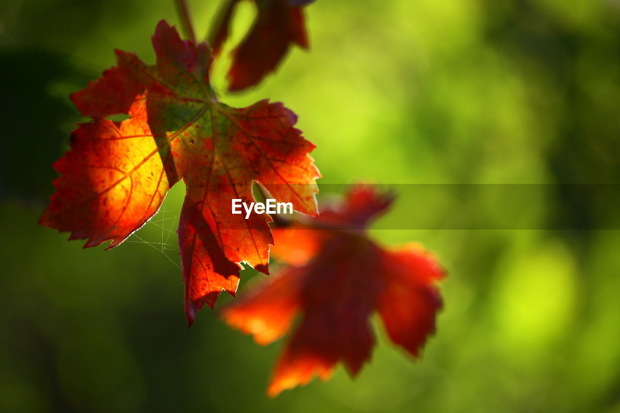 Close-up of red maple leaves hanging from tree