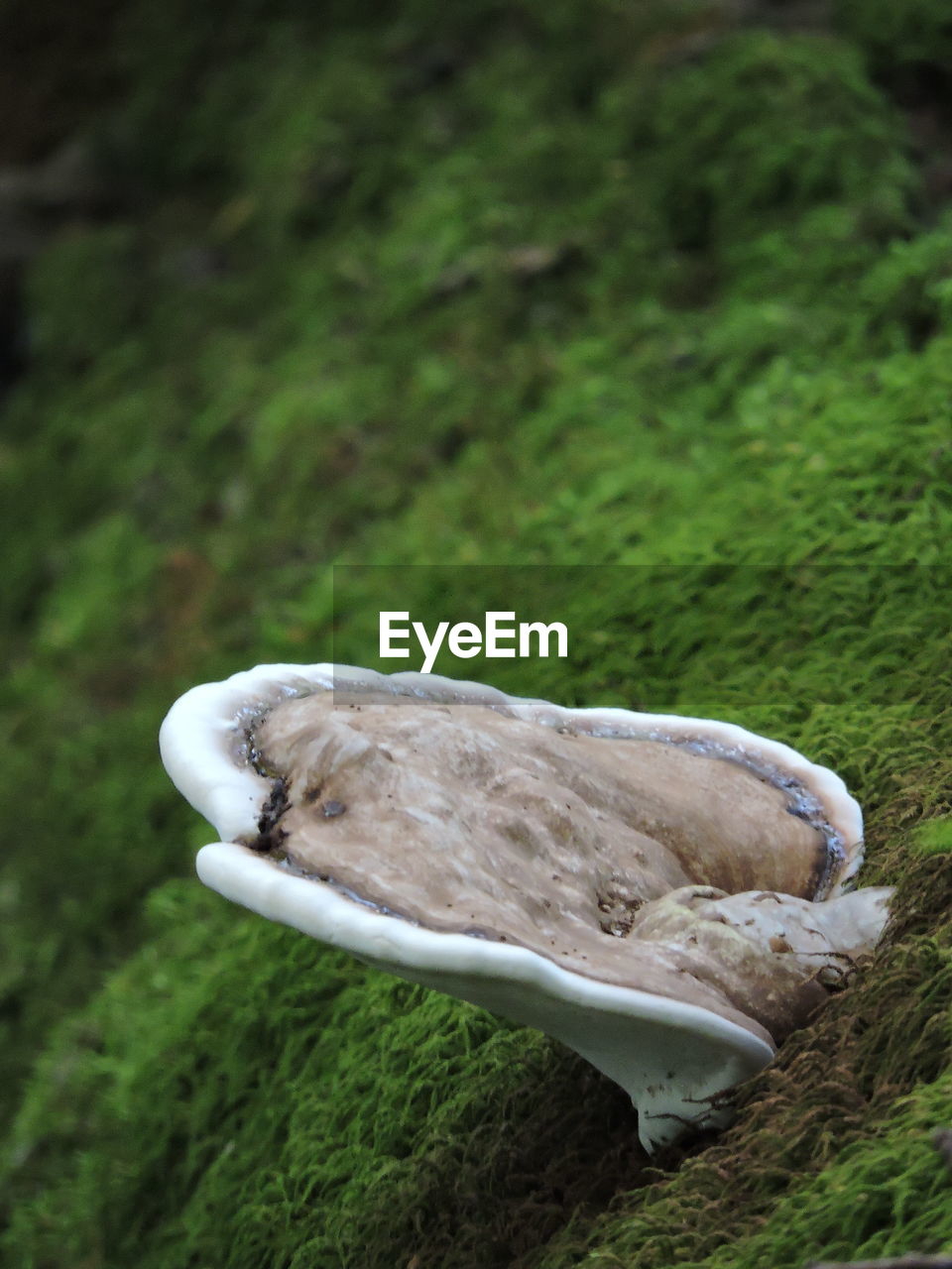 CLOSE-UP OF MUSHROOM IN FIELD