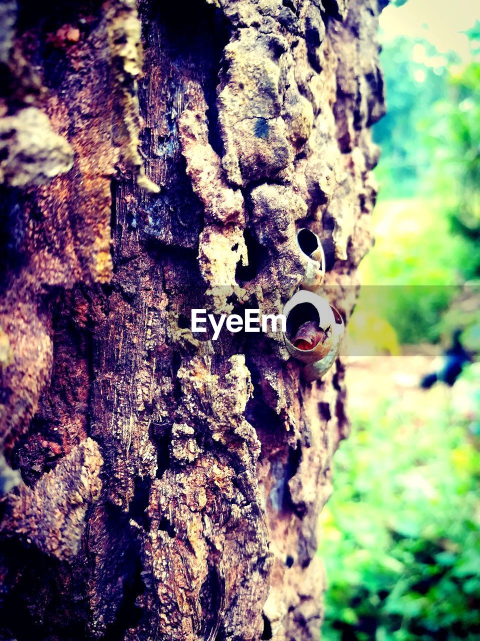 CLOSE-UP OF BEETLE ON TREE TRUNK