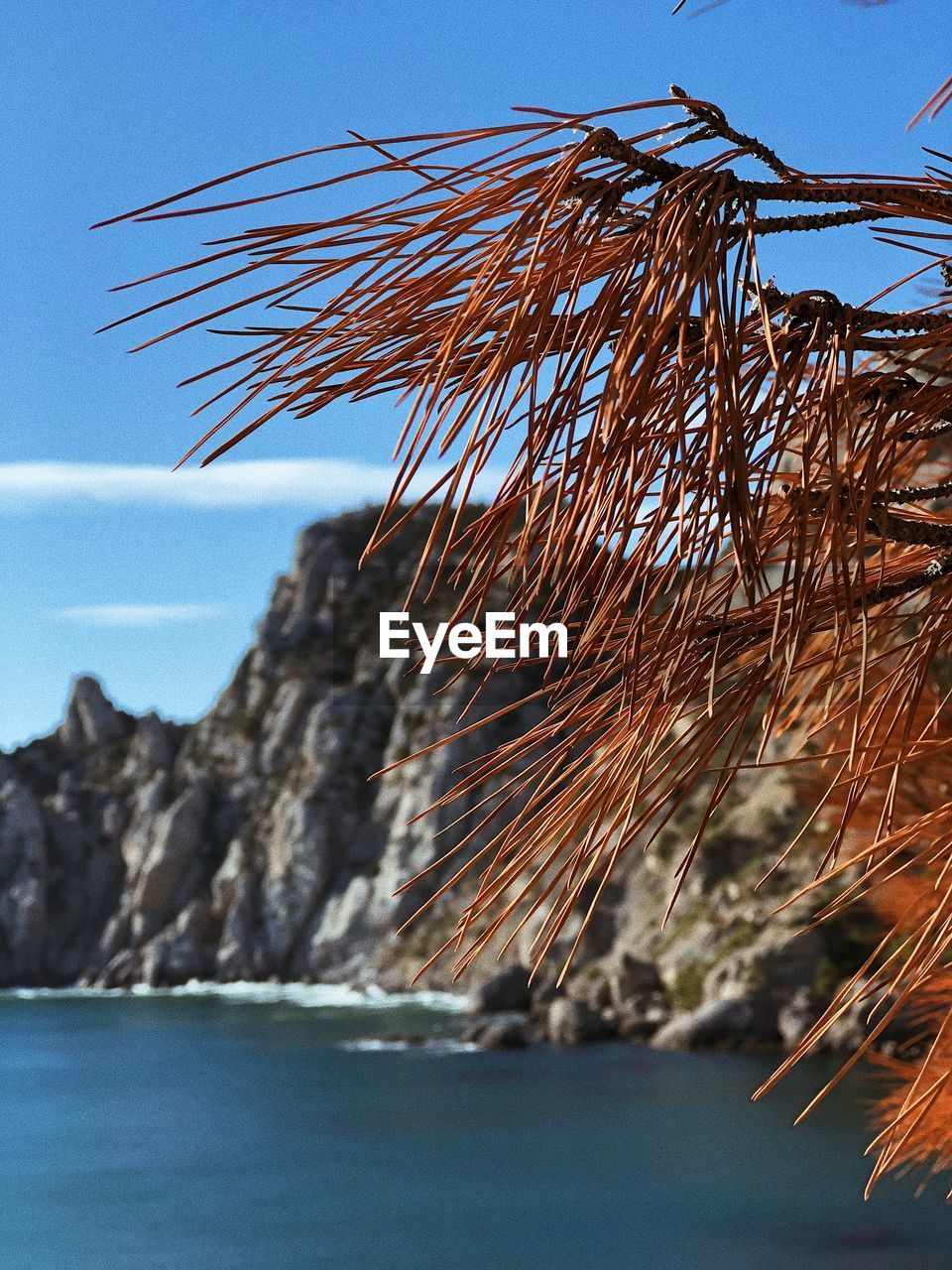 Close-up of plants by sea against sky