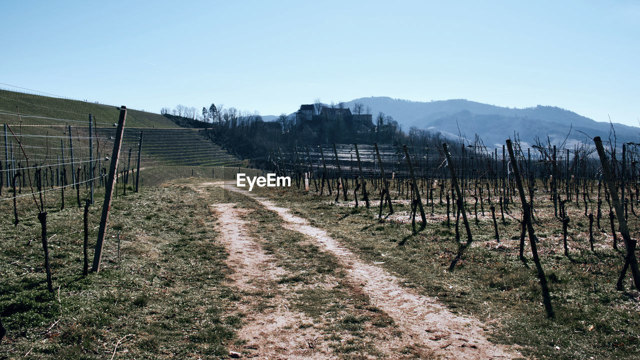 landscape, sky, agriculture, land, nature, environment, plant, scenics - nature, vineyard, no people, fence, tree, mountain, field, rural scene, soil, tranquility, beauty in nature, clear sky, rural area, tranquil scene, day, outdoors, security, non-urban scene, food and drink, farm, in a row, blue, protection, sunny, growth, sunlight, dirt