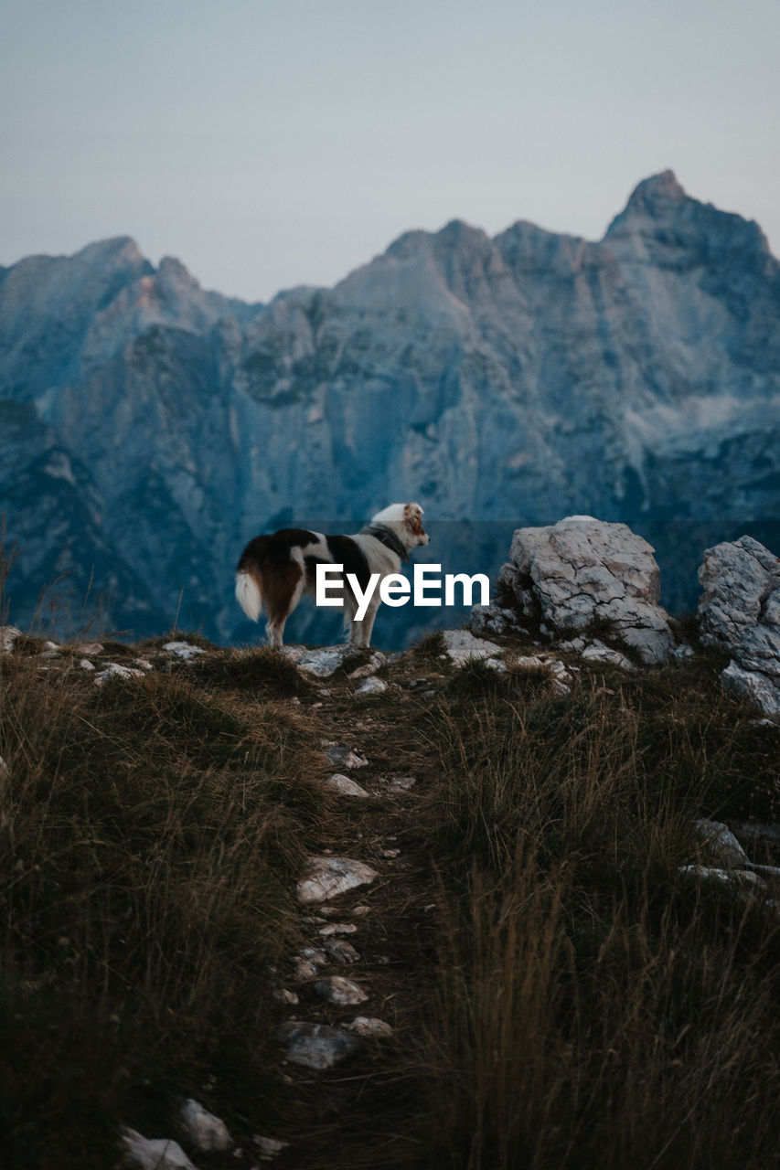 View of a dog in front of the mountains 