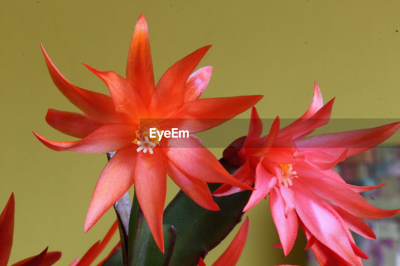 Close-up of red flowering plant