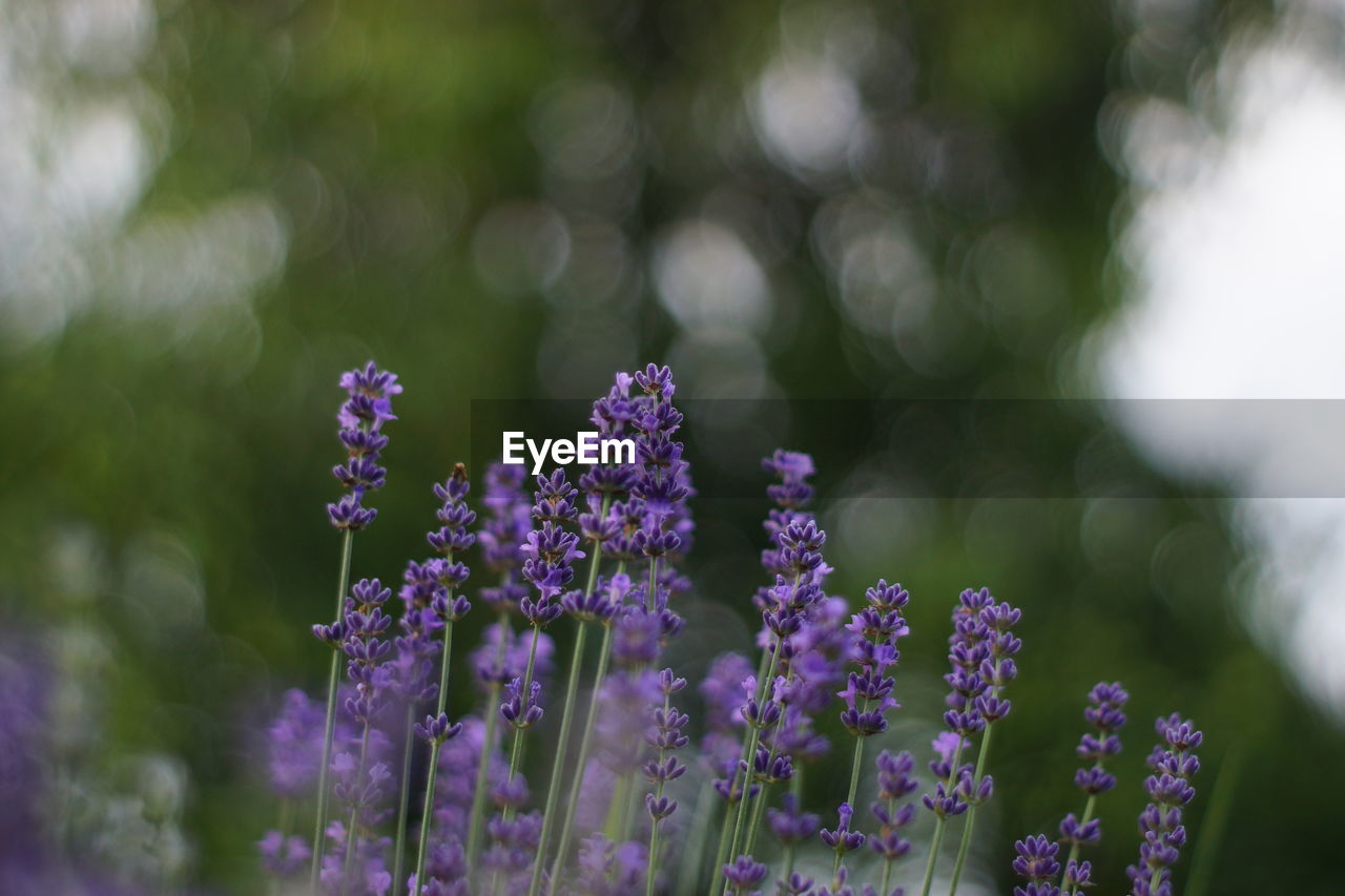 CLOSE-UP OF PURPLE FLOWERING PLANTS DURING RAINY SEASON