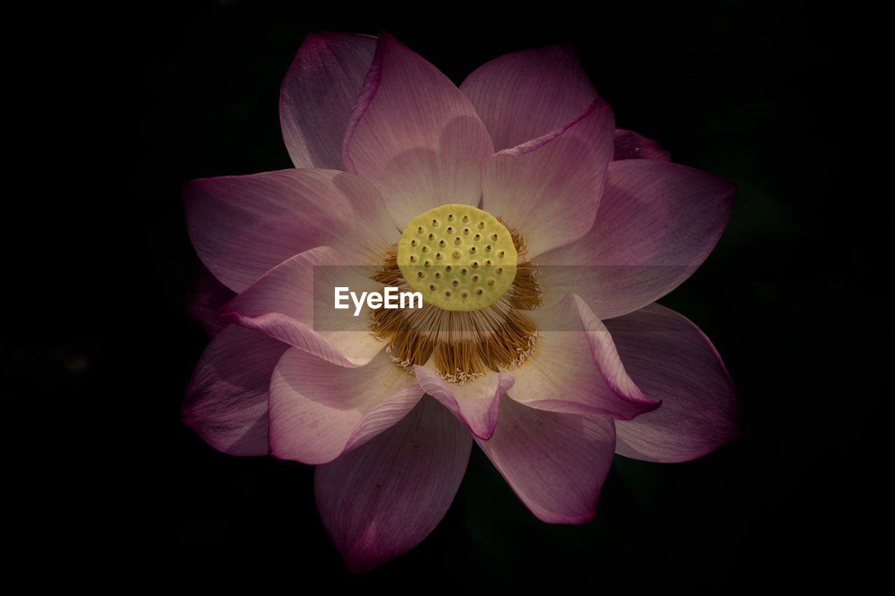 CLOSE-UP OF PINK FLOWER