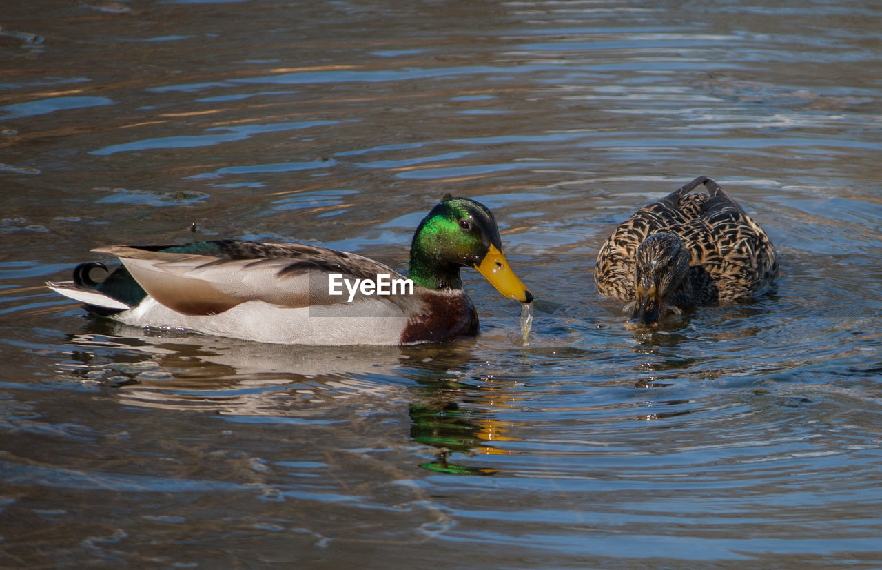 DUCKS SWIMMING ON LAKE