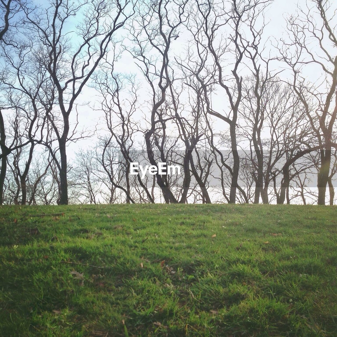 Bare trees in a garden