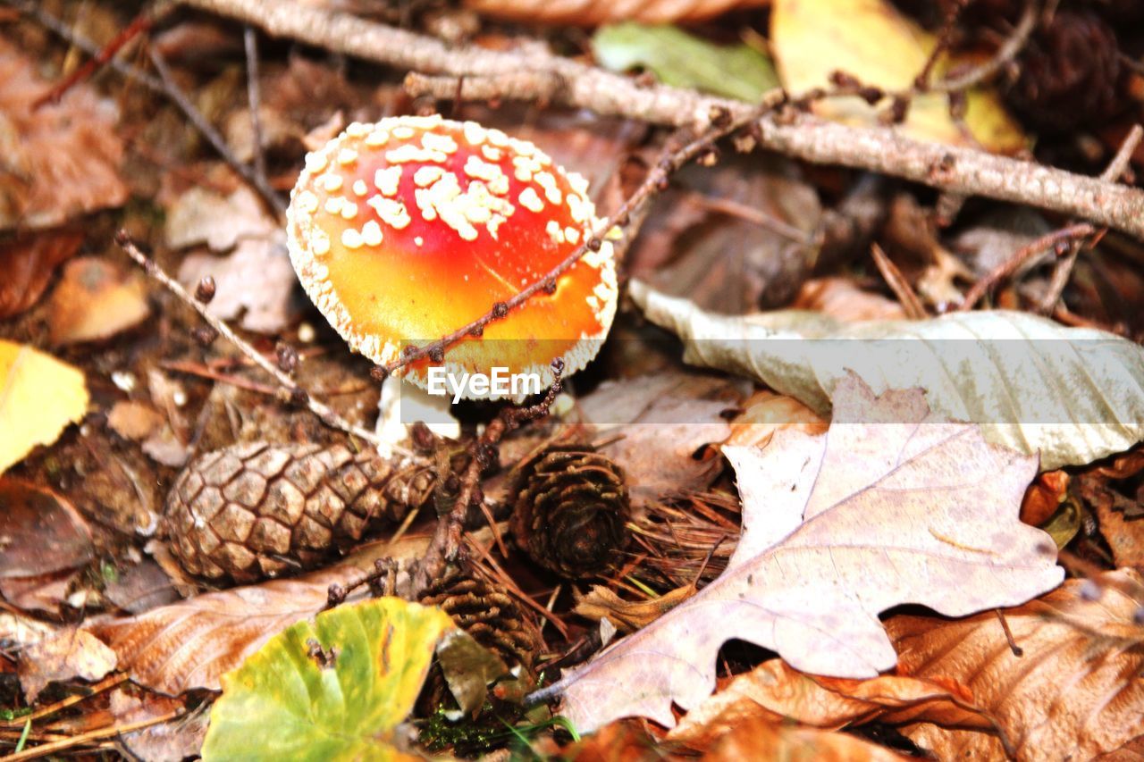 CLOSE-UP OF FLY ON MUSHROOMS