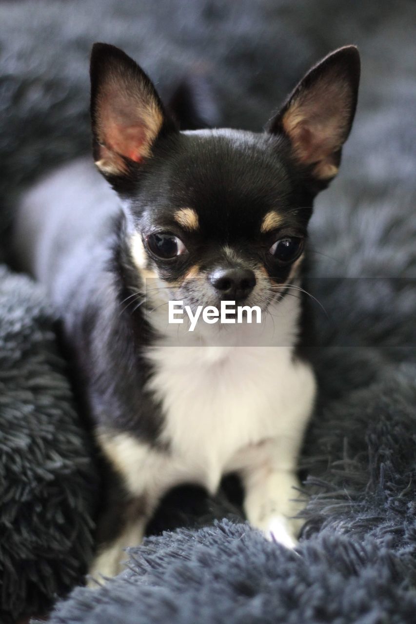 Close-up of a black and tan chihuahua 