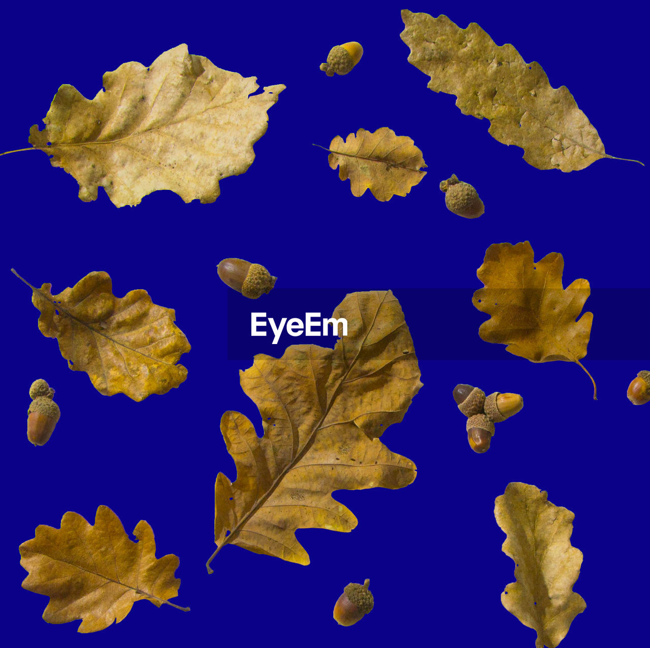 CLOSE-UP OF AUTUMN LEAVES ON BLUE BACKGROUND
