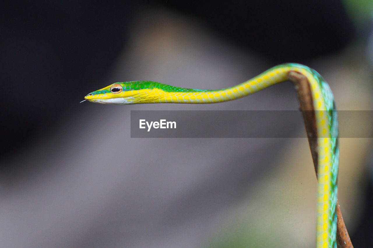 Close-up of snake on plant