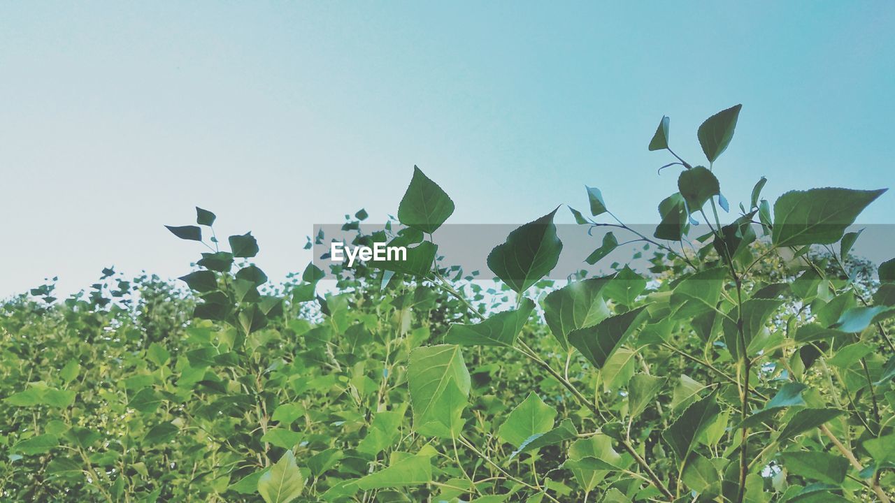 LOW ANGLE VIEW OF FRESH GREEN PLANTS AGAINST SKY