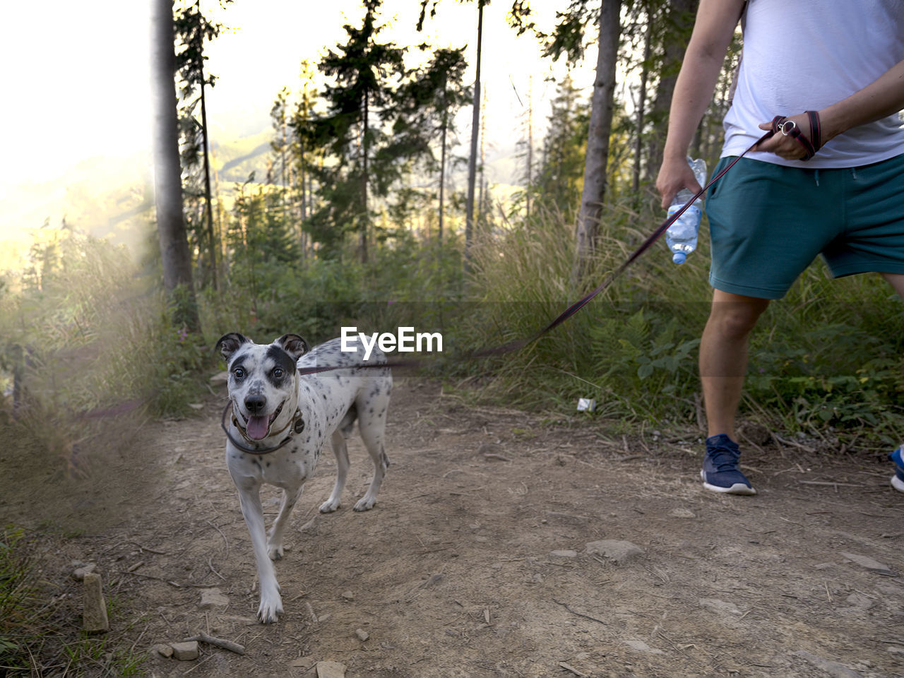 Cattle dog on a leash being taken of a walk by it's male owner in the woods.