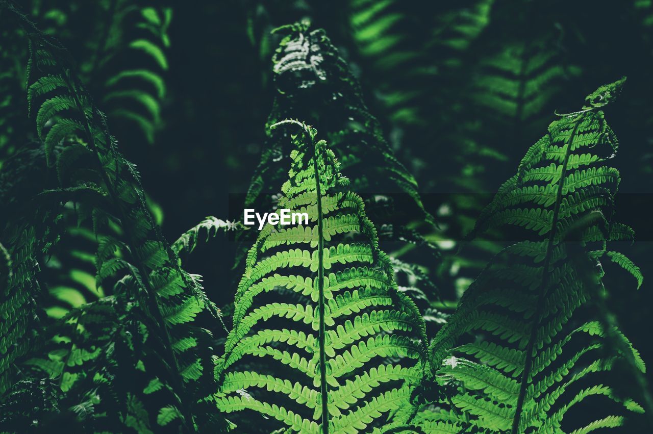 Close-up of fern growing in forest