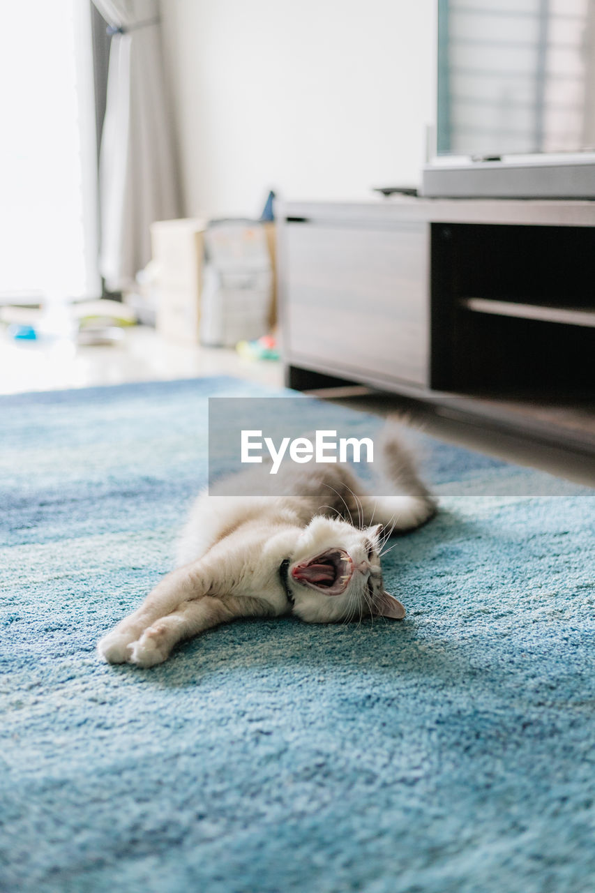 animal themes, animal, one animal, pet, mammal, domestic animals, cat, skin, indoors, blue, relaxation, no people, lying down, canine, dog, white, flooring, carnivore, domestic room, sleeping, carpet, selective focus, resting, day, small to medium-sized cats, puppy, domestic cat, animal body part, home interior