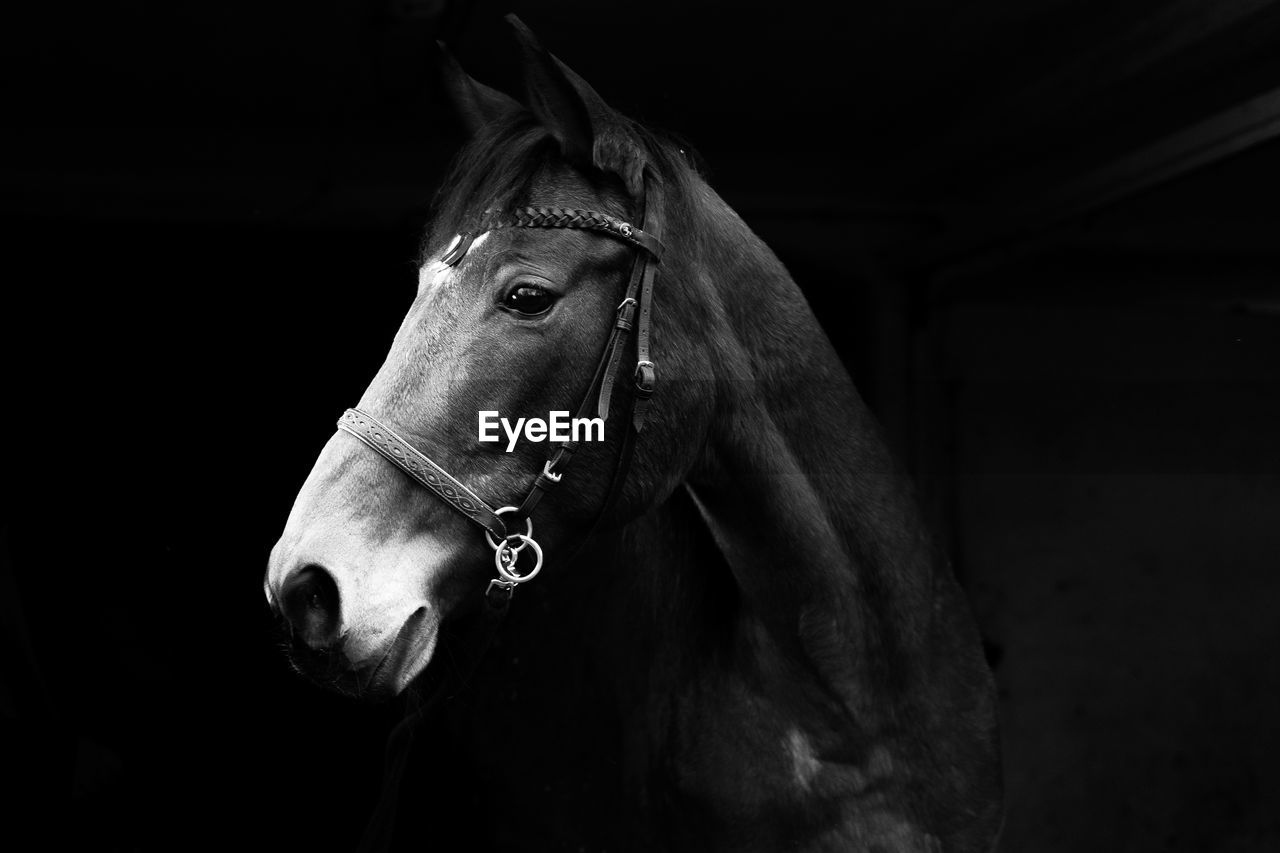 Close-up of horse in stable