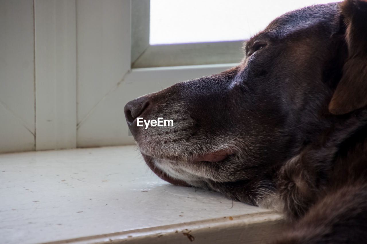 CLOSE-UP OF DOG LOOKING AWAY