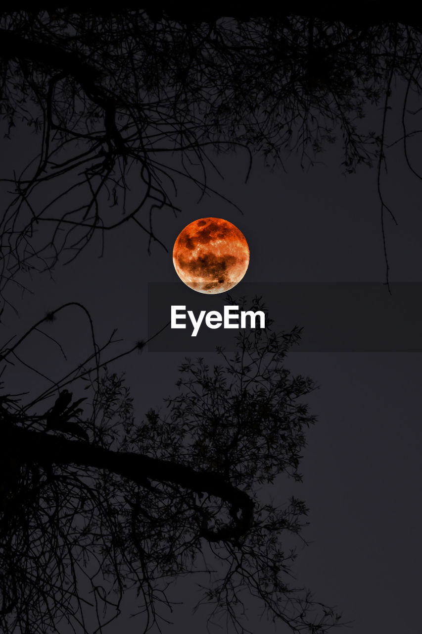 Low angle view of silhouette tree against sky at night