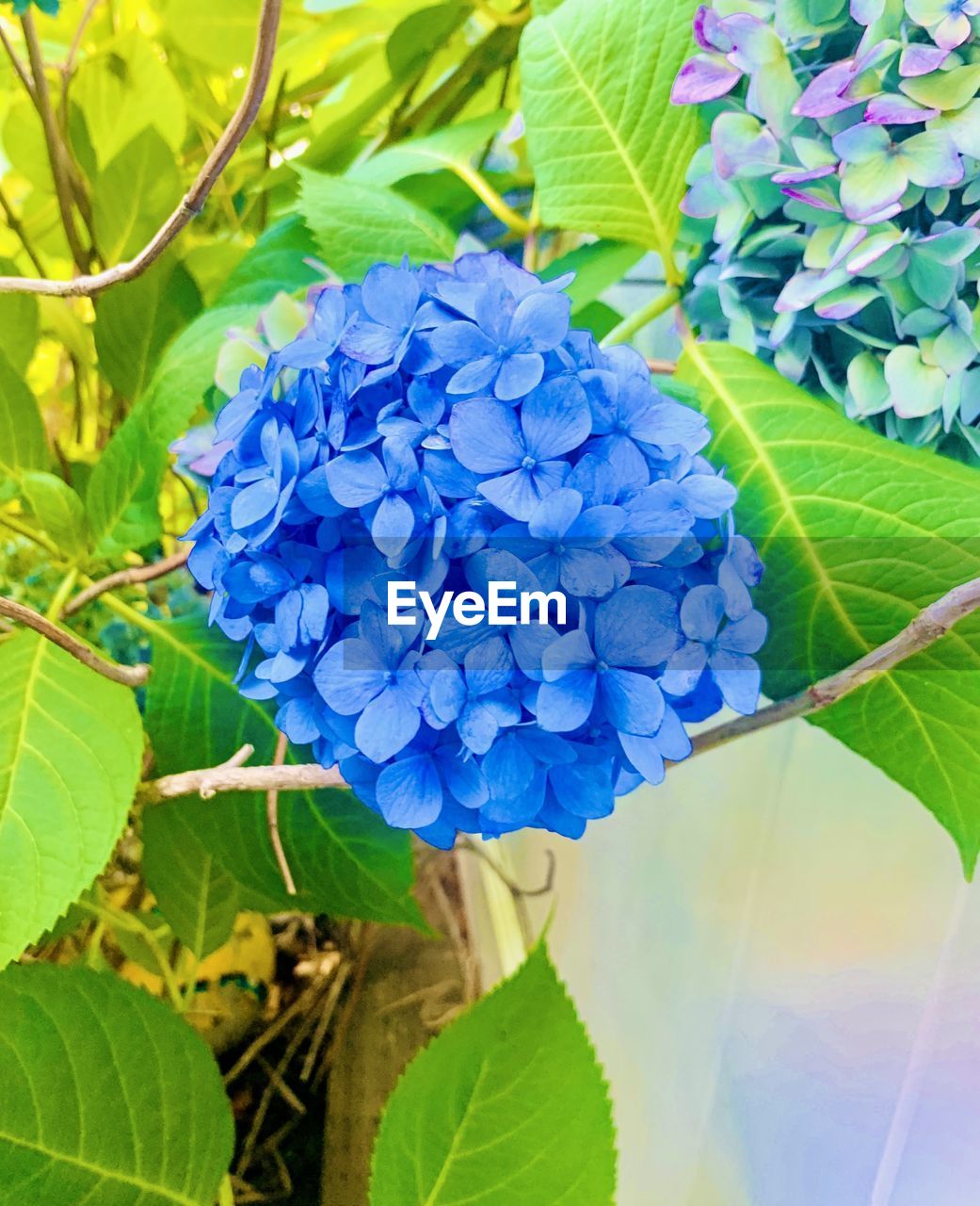 plant, leaf, plant part, flower, flowering plant, beauty in nature, growth, freshness, nature, blue, close-up, fragility, green, petal, flower head, no people, inflorescence, day, outdoors, hydrangea, springtime, purple